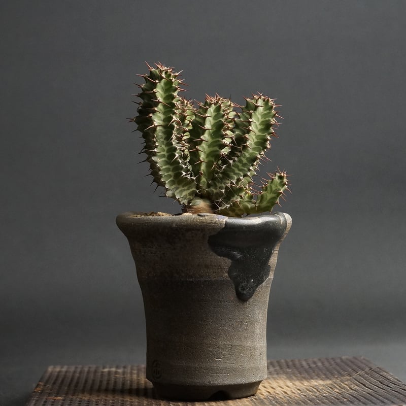 Euphorbia knobelii