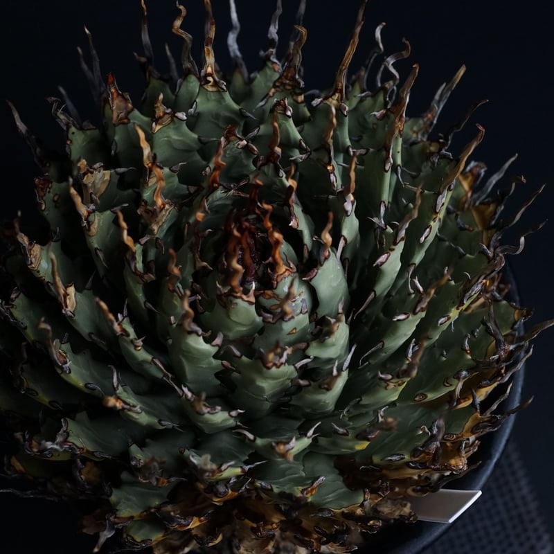 Agave utahensis eborispina