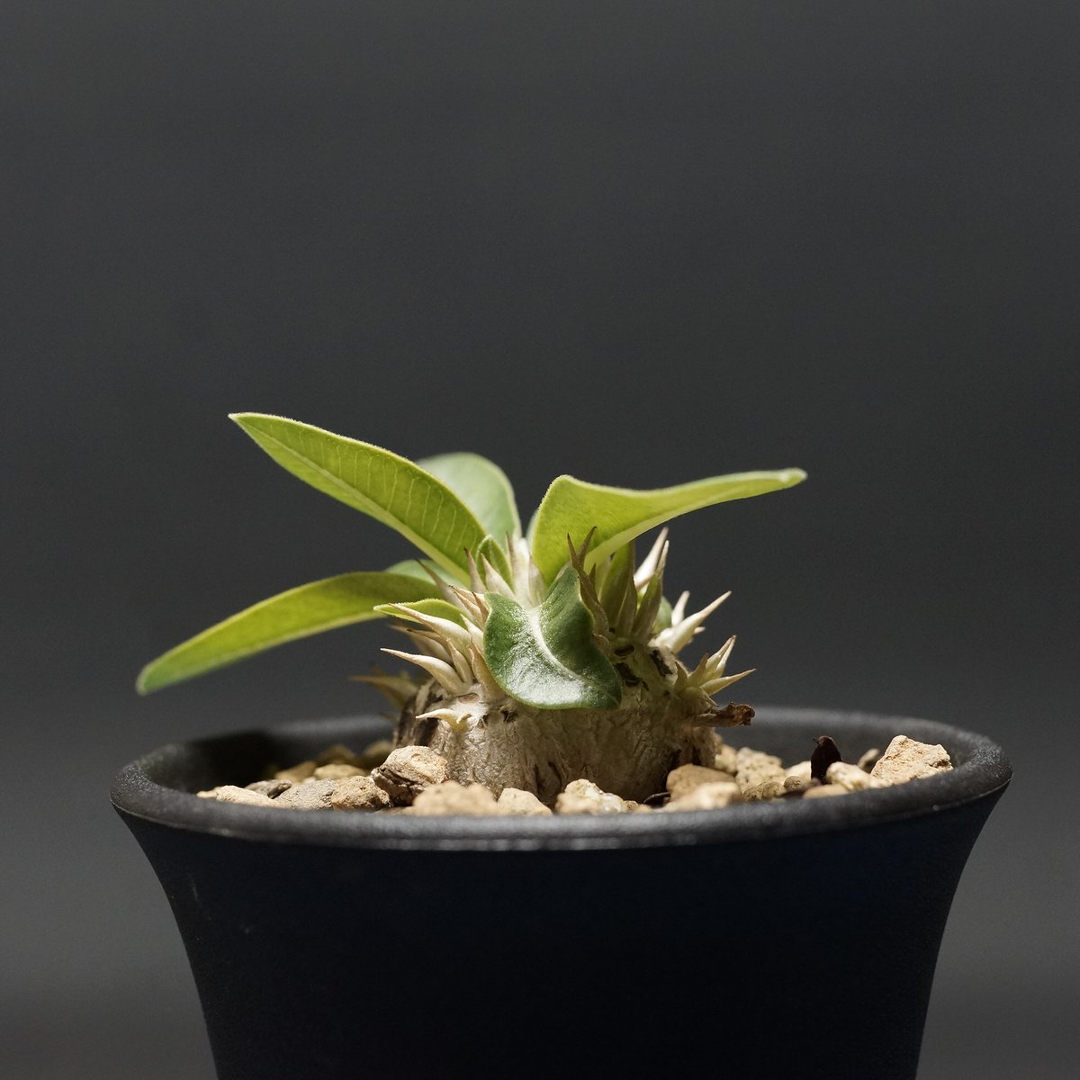 Pachypodium enigmaticum