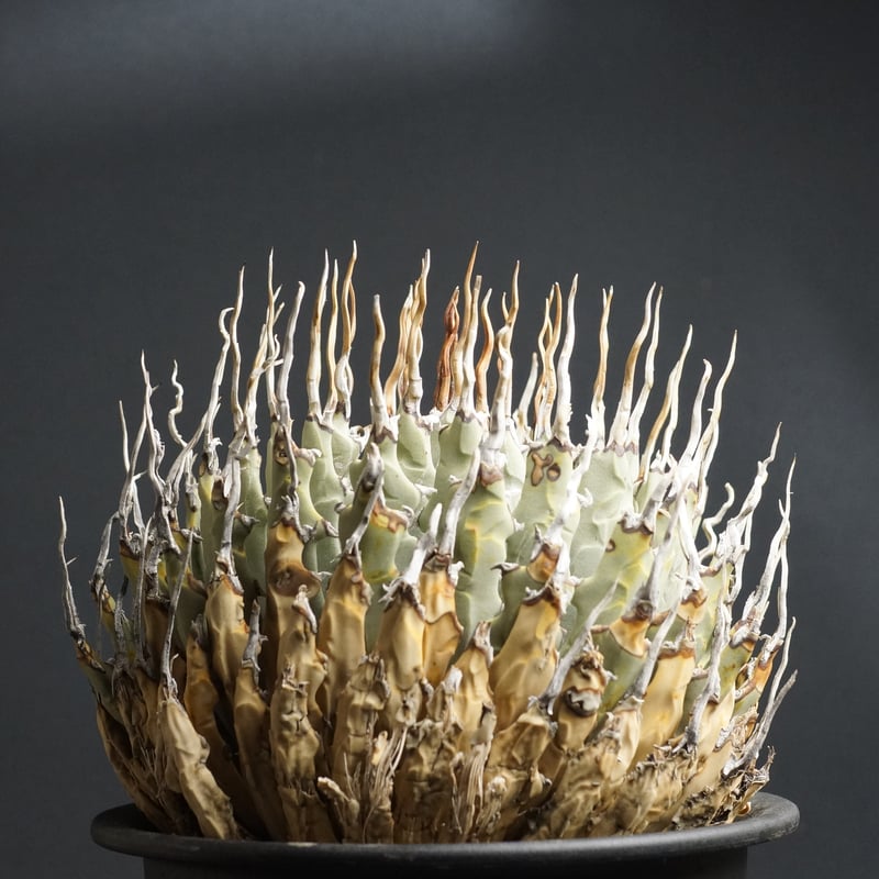 Agave utahensis eborispina