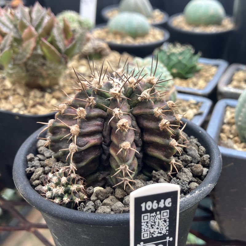 ギムノカリキウム Gymnocalycium