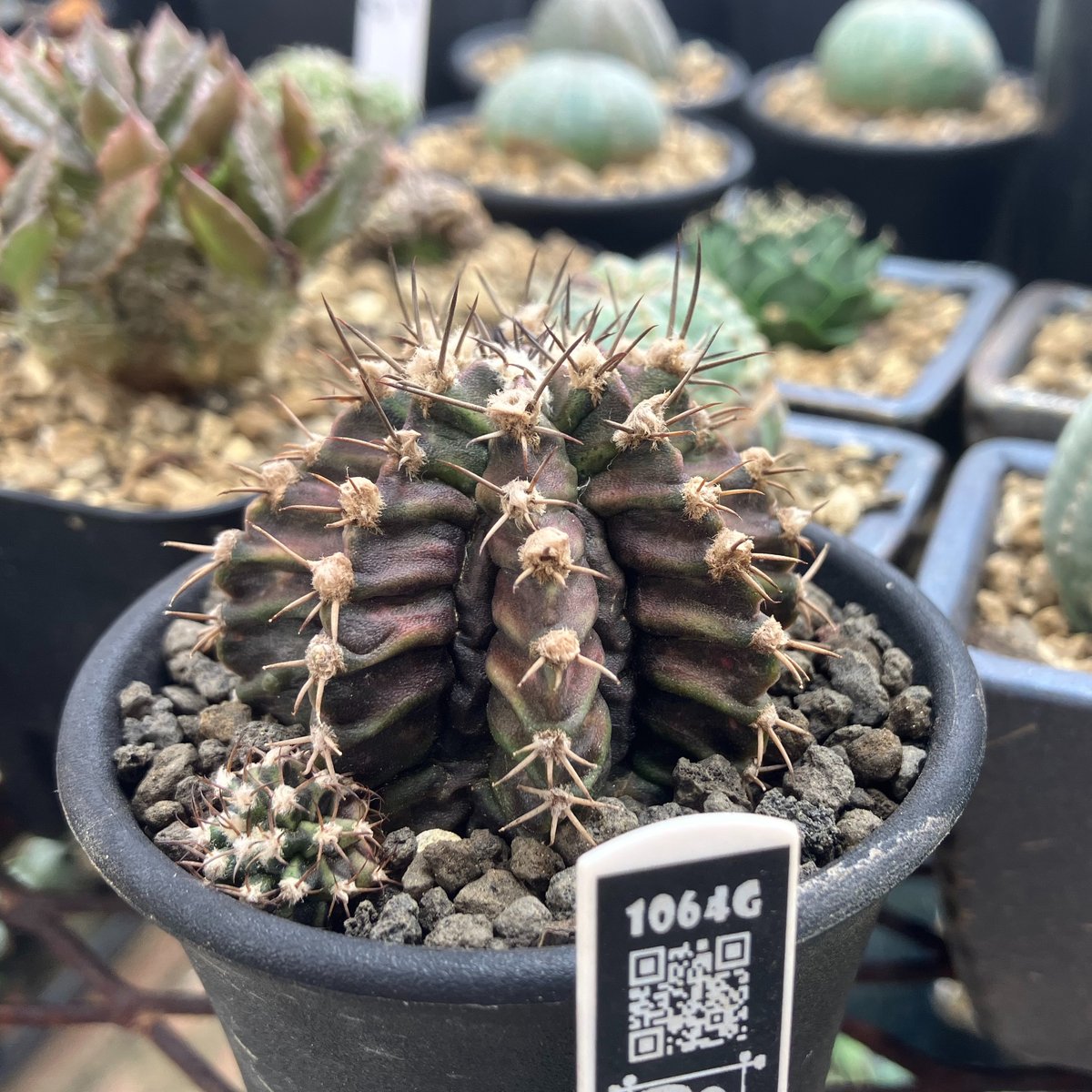 新品希少！勲一等旭日桐花大綬章受賞記念 金仕上げスプーン