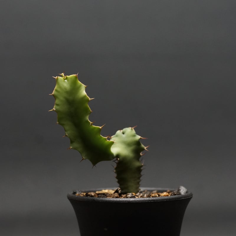 Euphorbia graniticola