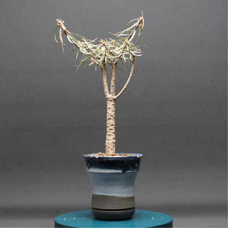 ユーフォルビア | STORES