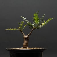 Boswellia dioscoridis Boswellia dioscoridis