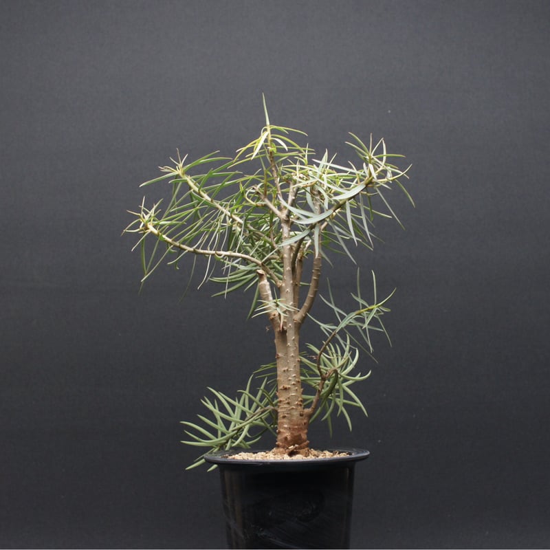 ユーフォルビア バルサミフェラ 