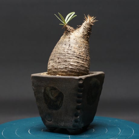 ベアルート | STORES