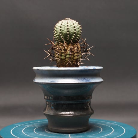 CATEGORY ユーフォルビア | bokaapcoudex's STORE