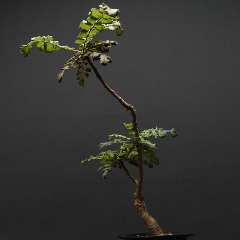 Boswellia sacra
