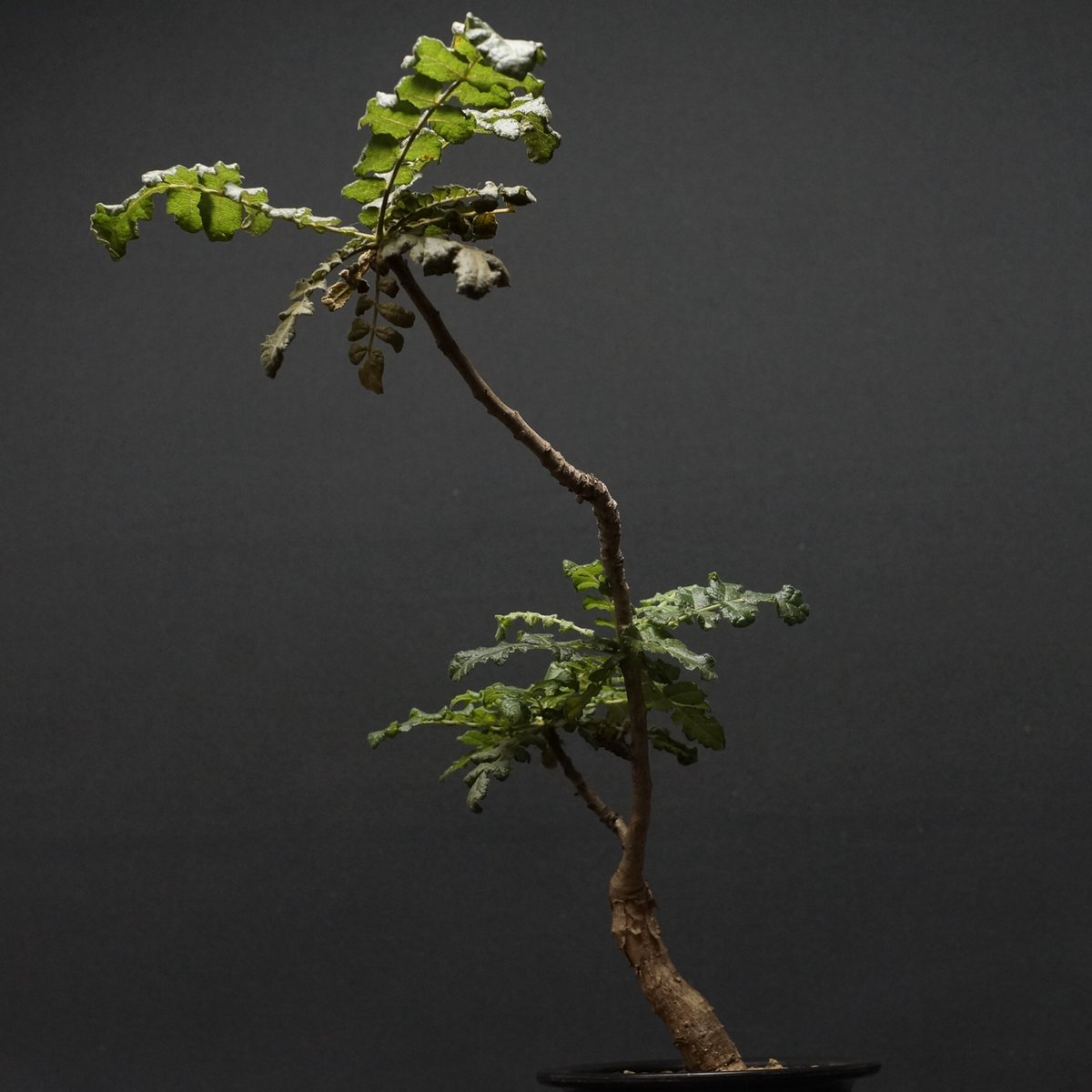 ボスウェリア サクラ Boswellia sacra Boswellia sacra