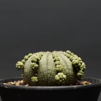 ト*シ様 ユーフォルビア トリカデニアEuphorbiatrichadenia