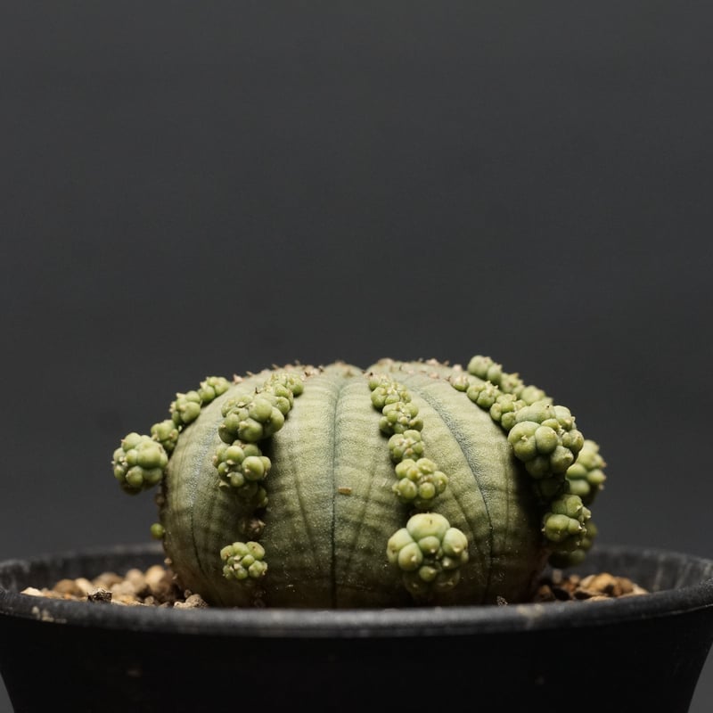 塊根植物・コーデックス T.F.L. Euphorbia obesa ssp symmetrica Euphorbia obesa ssp. symmetrica ユーフォルビア オベサ