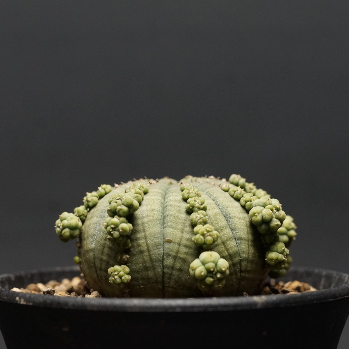 Euphorbia obesa ssp.symmetrica