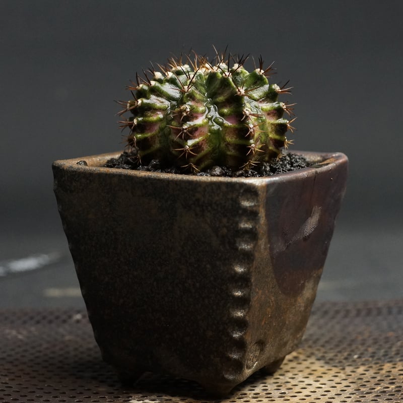 ラスト1株タイ有名ナーセリーElves×OMG sporeling① 【公式通販】