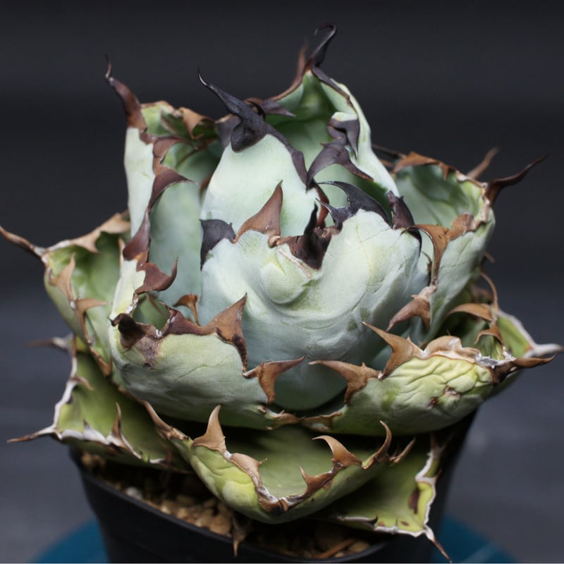 アガベ チタノタ【ブラック＆ブルー】 