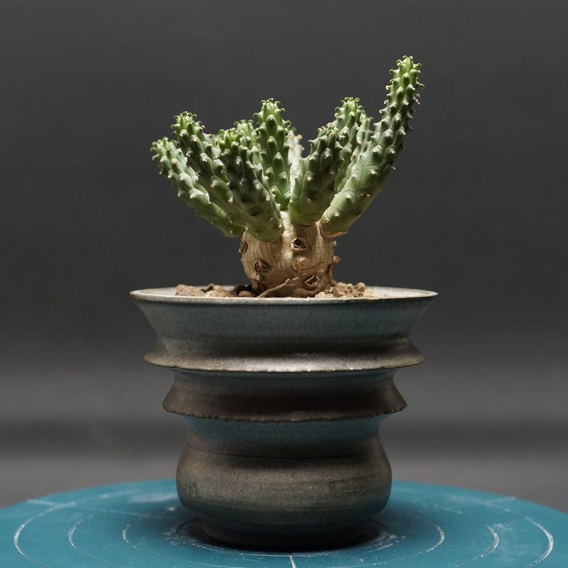 巨大 希少 ユーフォルビア エスクレンタ Euphorbia タコモノ 選抜株 巨大 希少 ユーフォルビア エスクレンタ Euphorbia タコモノ 選抜株