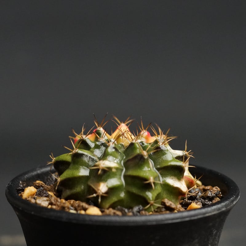 Gymnocalycium
