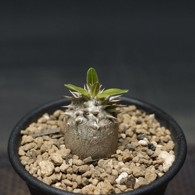 Pachypodium densiflorum