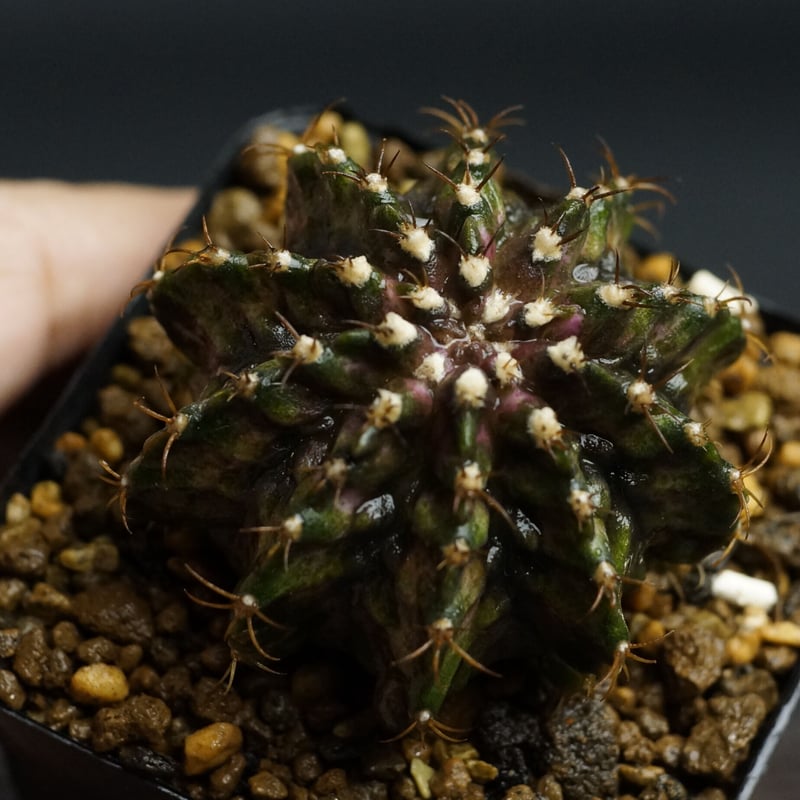 ギムノカリキウム Gymnocalycium