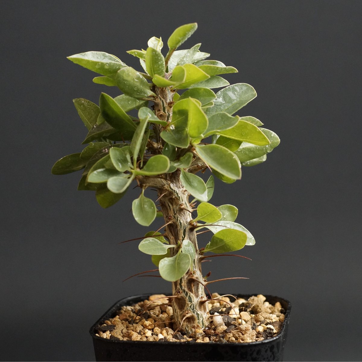 フォークイエリア　ディグエッティ　抜き苗 多肉植物 フラワー・ガーデニング フォークイエリア ディグエッティ 抜き苗