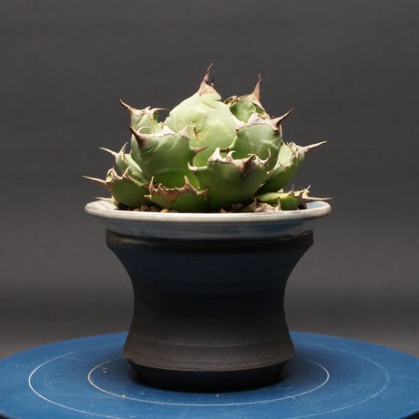 アガベ チタノタ【ドワーフ】 "agave titanota" 管理2657