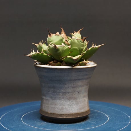 アガベ チタノタ【ドワーフ】 "Agave titanota" 管理2673