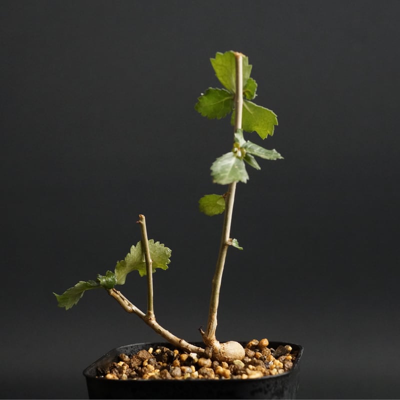 Commiphora wightii