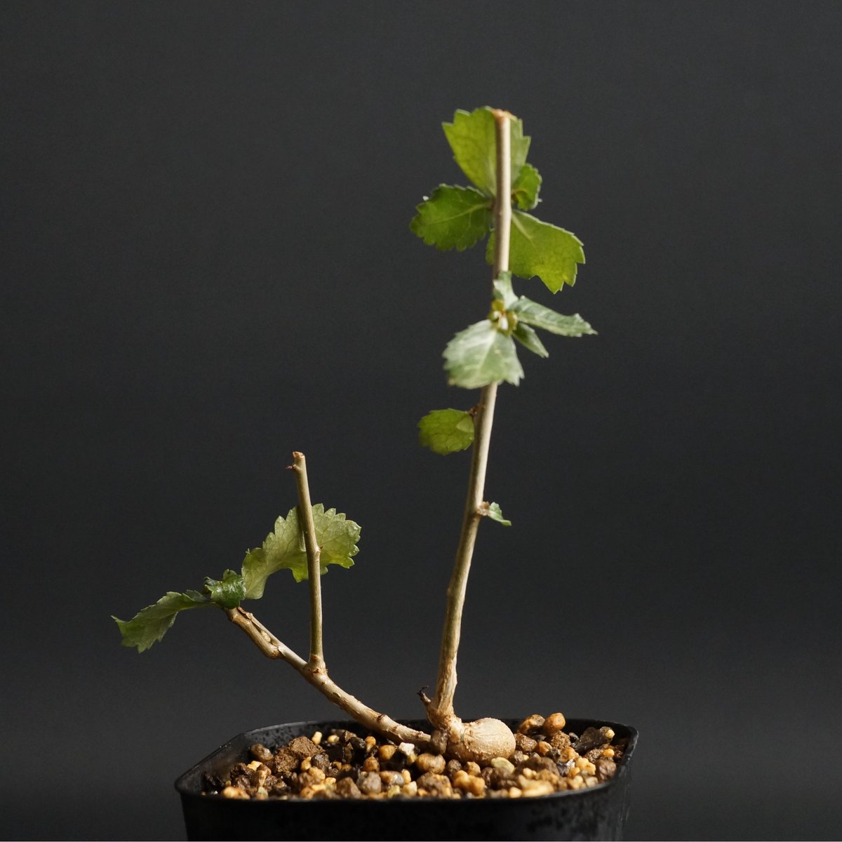 Commiphora wightii