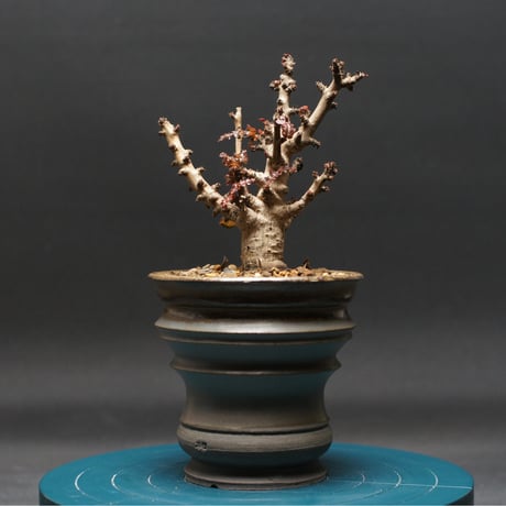 ボスウェリア ナナ "Boswellia nana" 管理2431