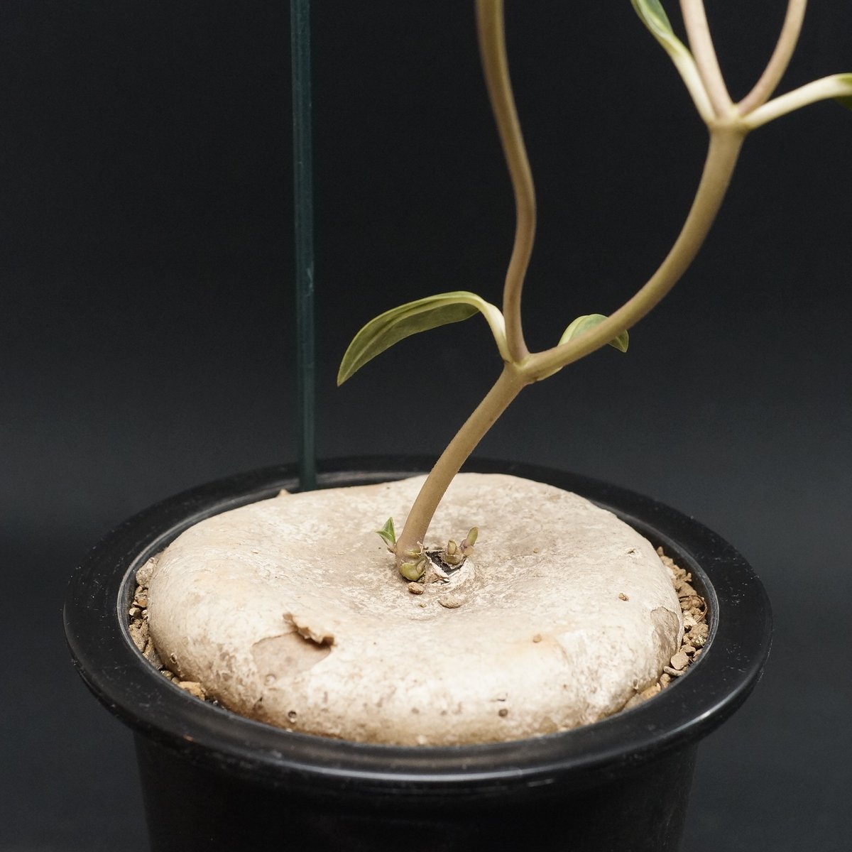 Brachystelma plocamoides Brachystelma plocamoides