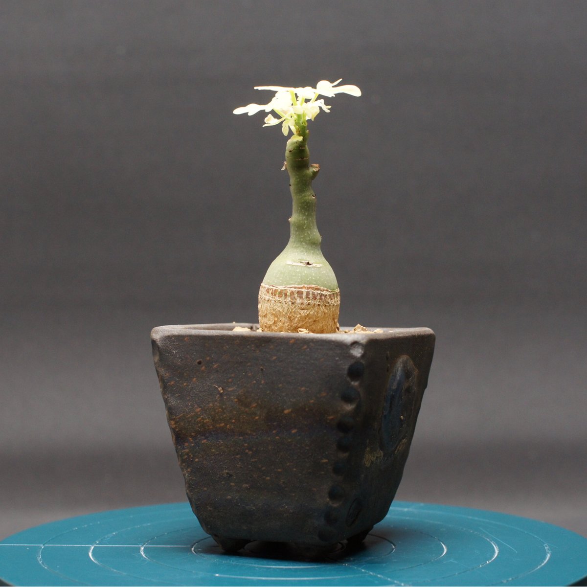 アデニア グラウカ 
