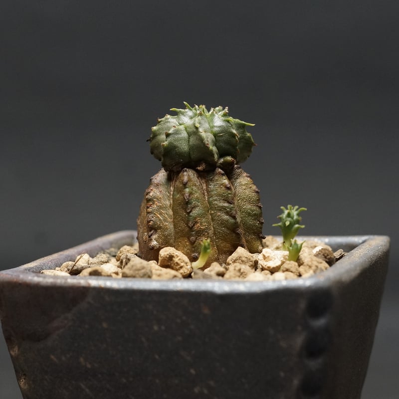ユーフォルビア　ホリダ　アルバ Euphorbia horrida alba