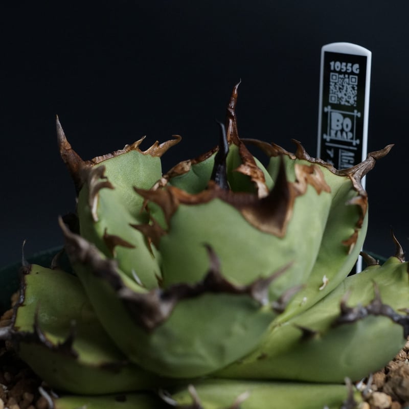 アガベチタノタ　FO76 アガベ・チタノタfo76 ドワーフ | trigger