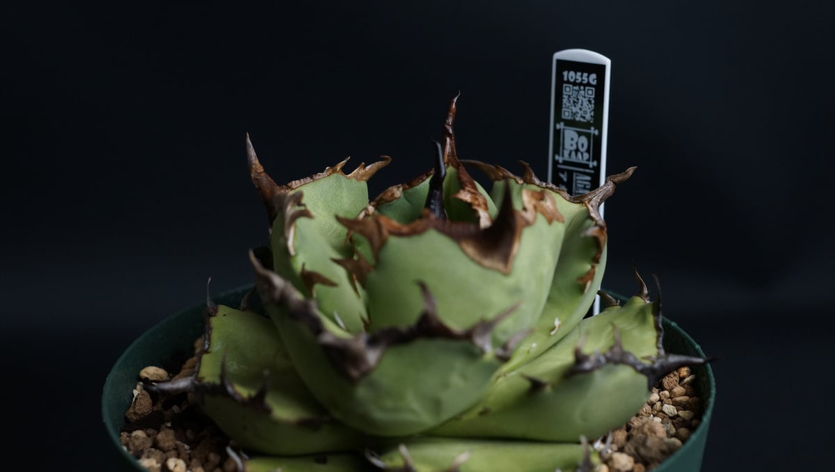 AGAVE TITANOTA FO76 compacta AGAVE TITANOTA FO76 compacta