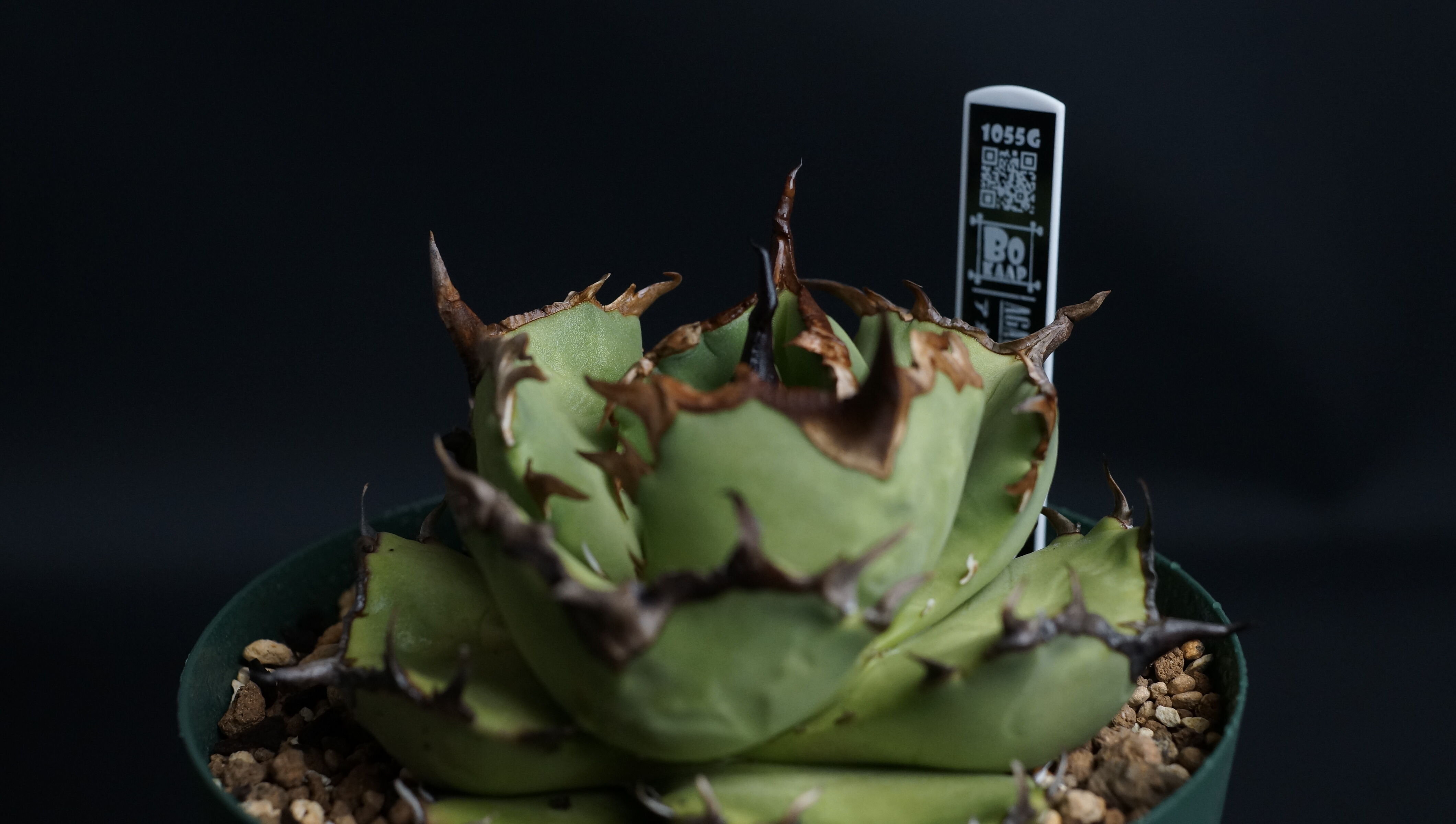 AGAVE TITANOTA FO76 compacta