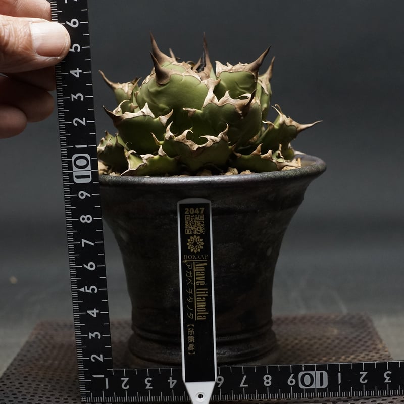 K*I様 Agave titanota ‘姫厳竜' アガベ チタノタ 姫厳竜 / Agave titanota 'Dwarf' | Ducks (