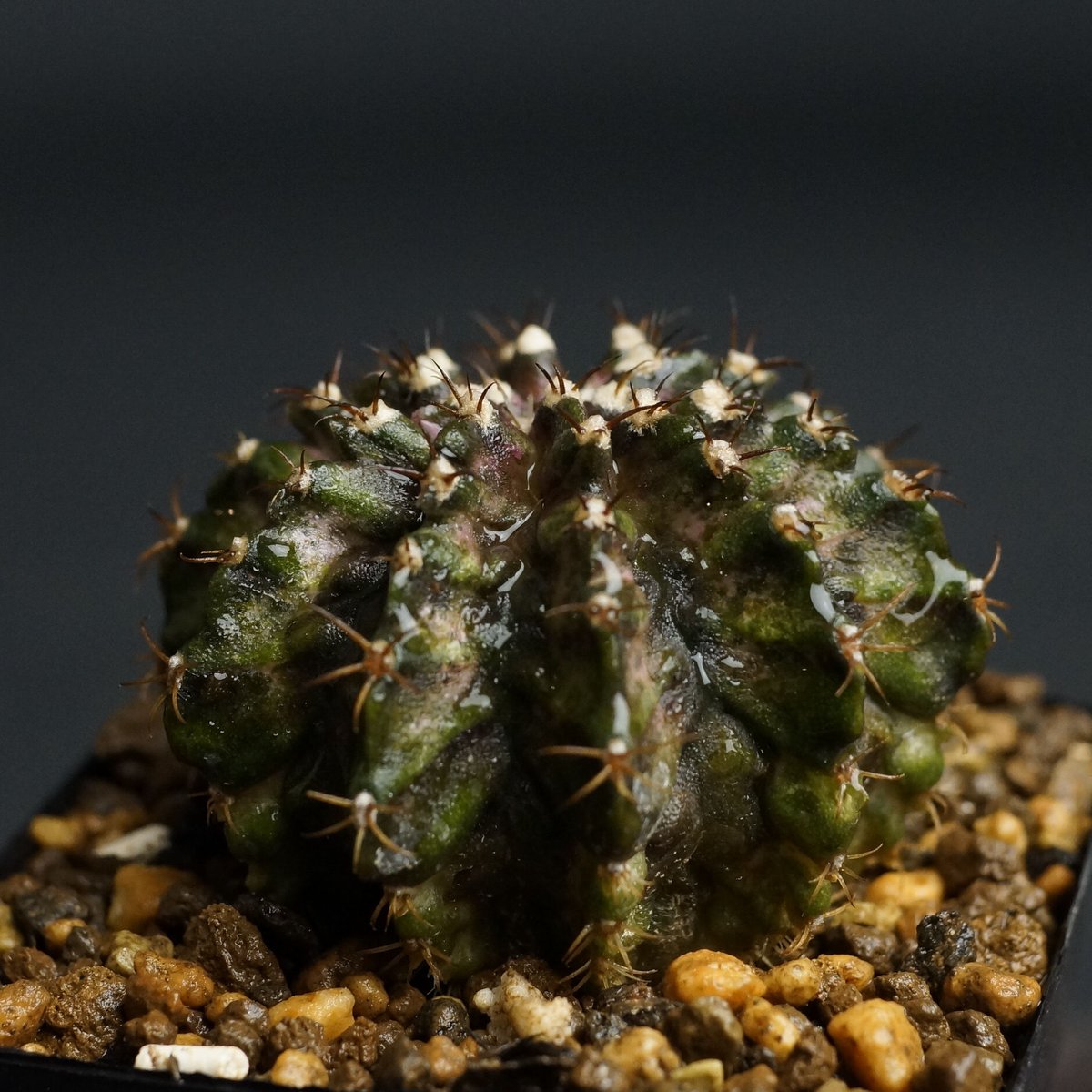 Gymnocalycium