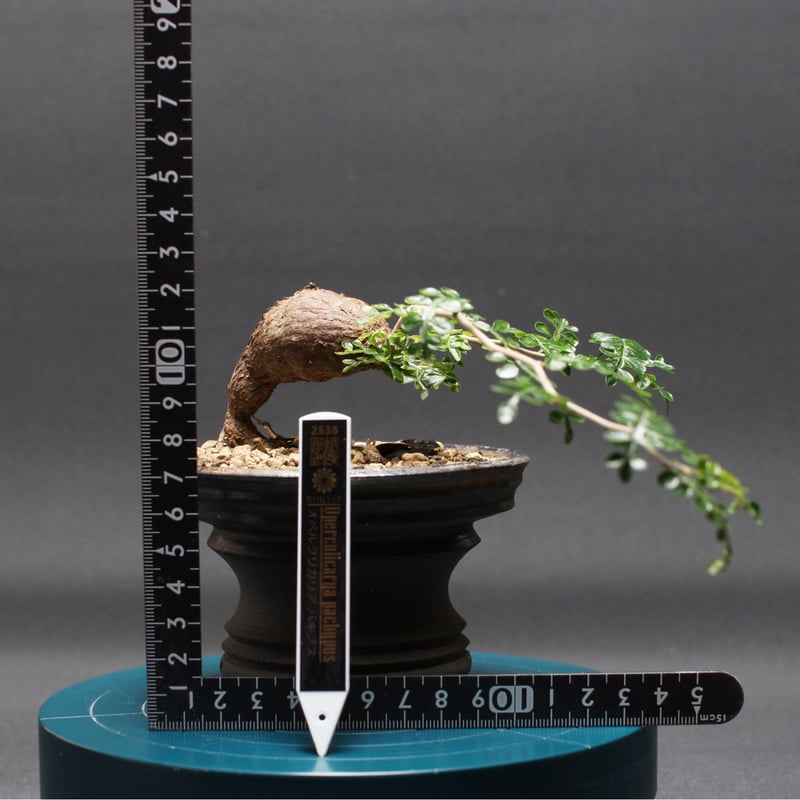 オペルクリカリア パキプス 