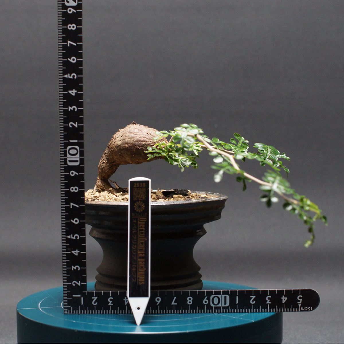 オペルクリカリア パキプス 