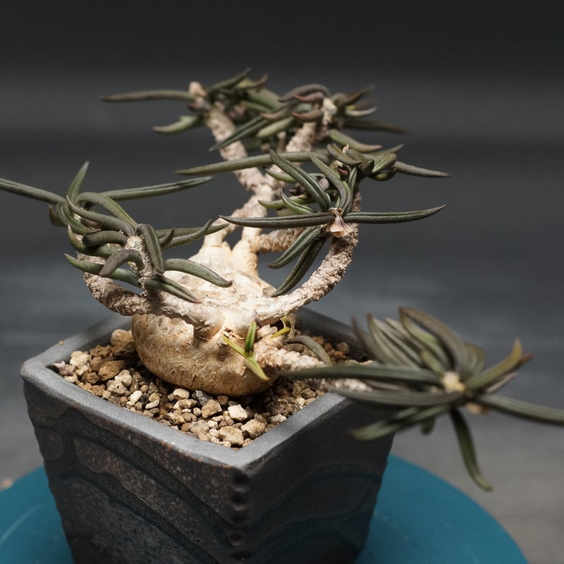 Euphorbia cylindrifolia コーデックス　キリンドリホォリア Euphorbia cylindrifolia