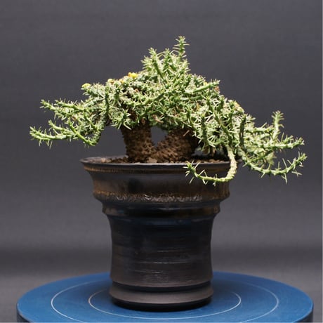 ユーフォルビア | STORES