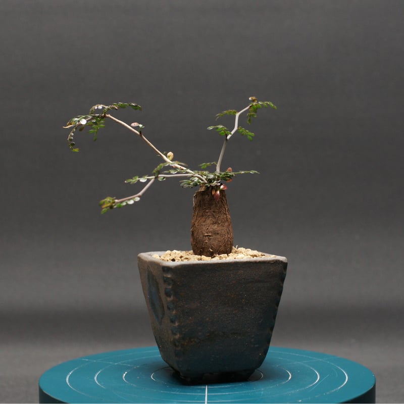 オペルクリカリア パキプス 