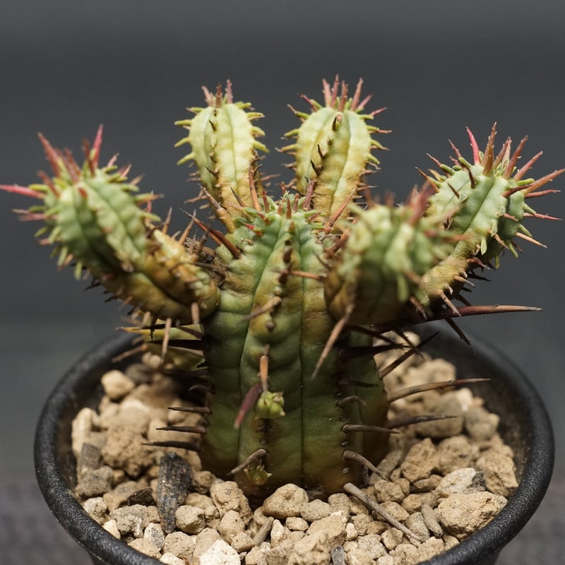 ユーフォルビア　フェロックス　大型株 ユーフォルビア フェロックス 大型株 ユーフォルビア フェロックス