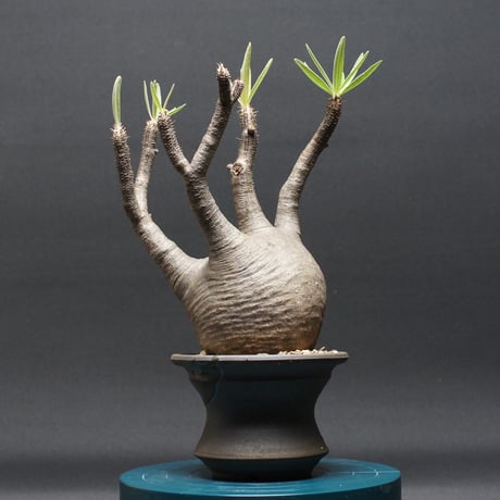 パキポディウムグラキリス | STORES