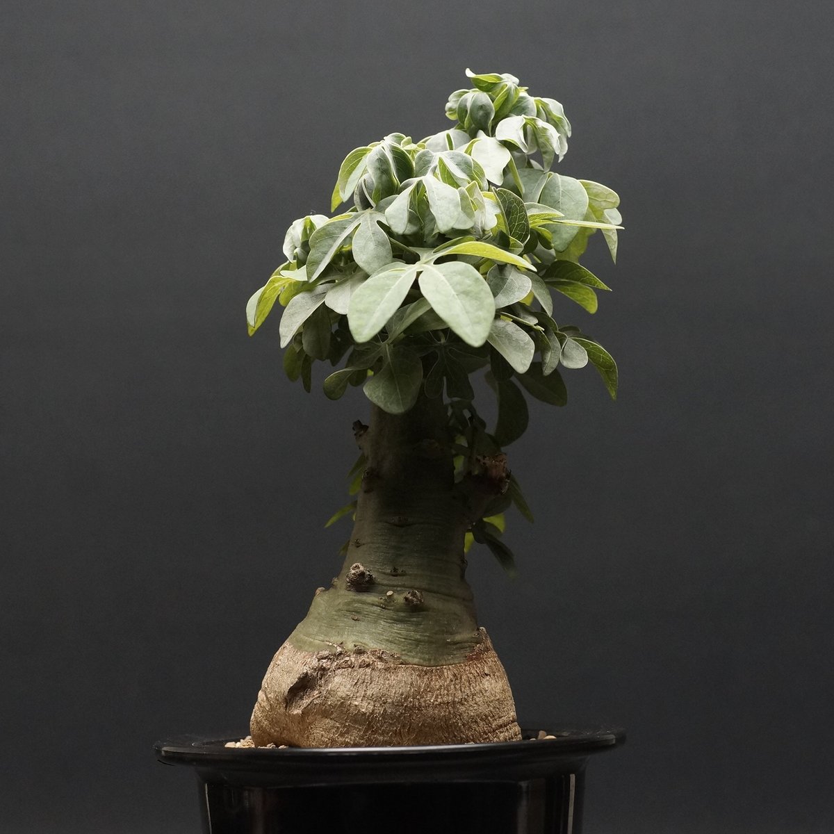 Adenia fruticosa