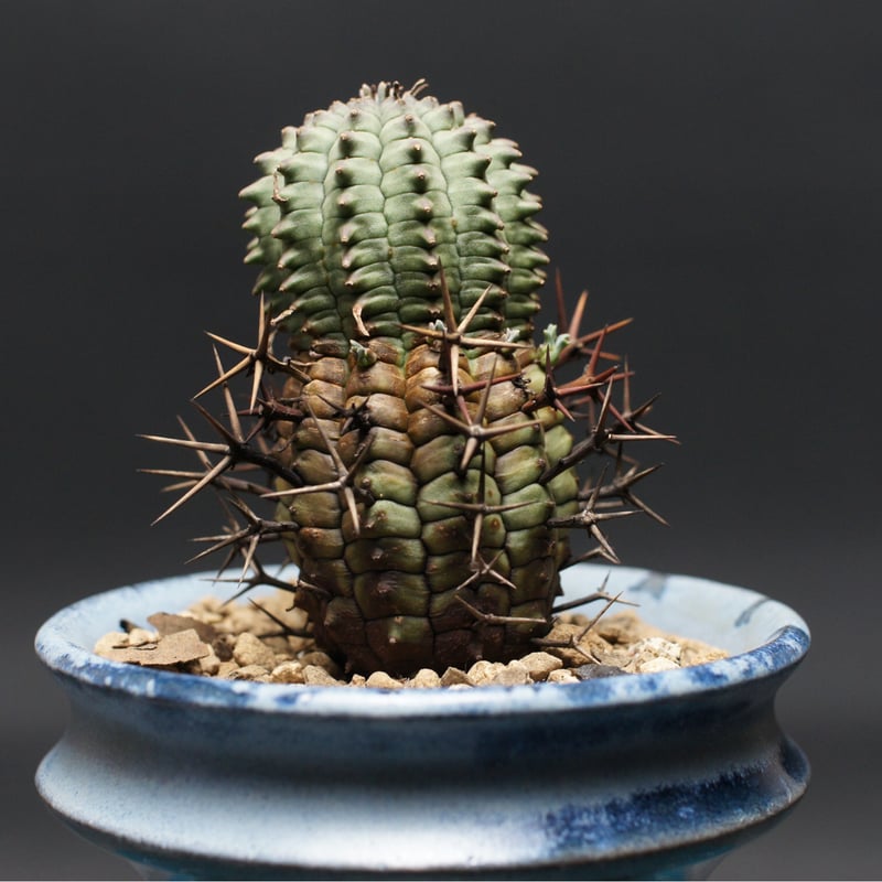 ユーフォルビア ステリスピナ【群星冠】 