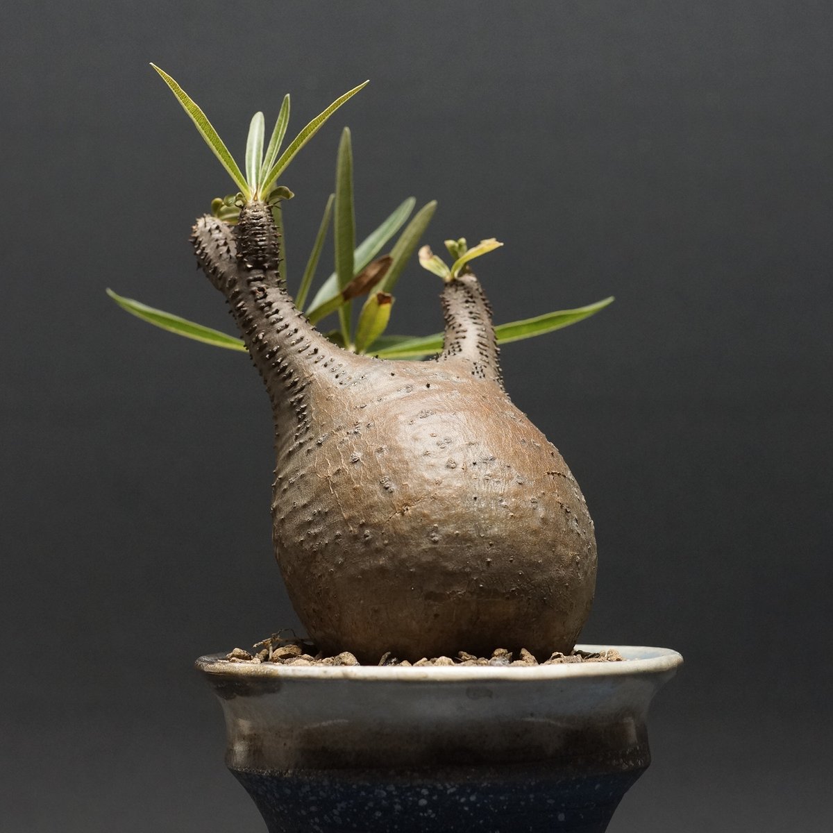 Pachypodium Gracilius