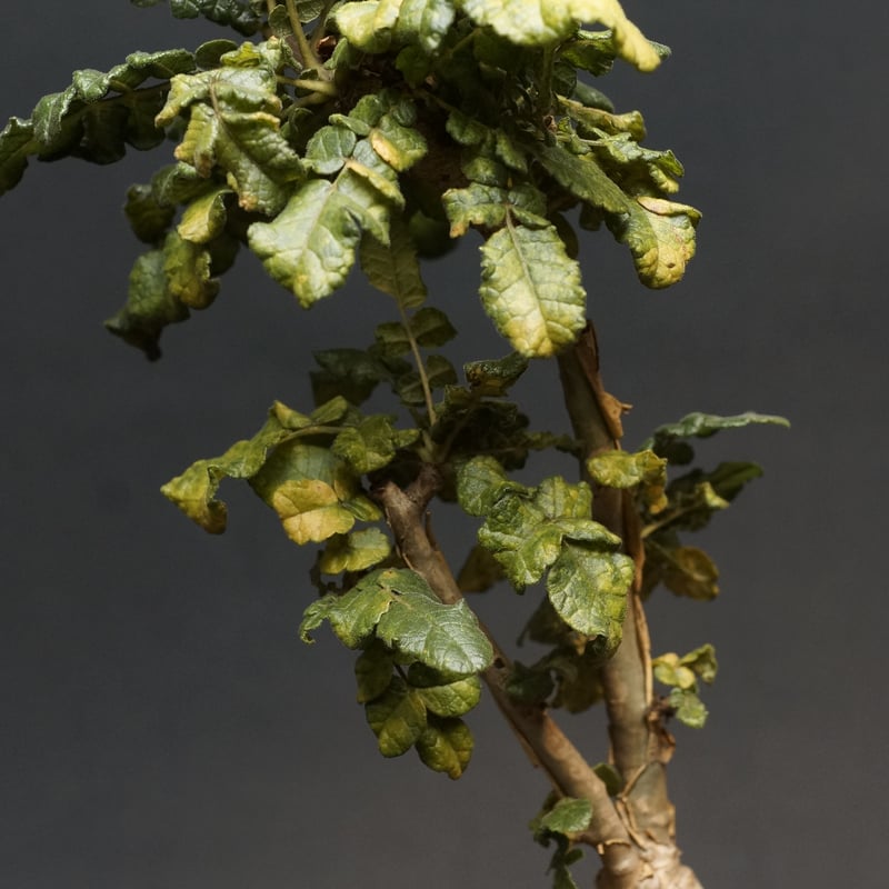 ボスウェリア サクラ ボスウェリア・サクラ｜フランキンセンスツリー｜オリバナム｜希少な樹木