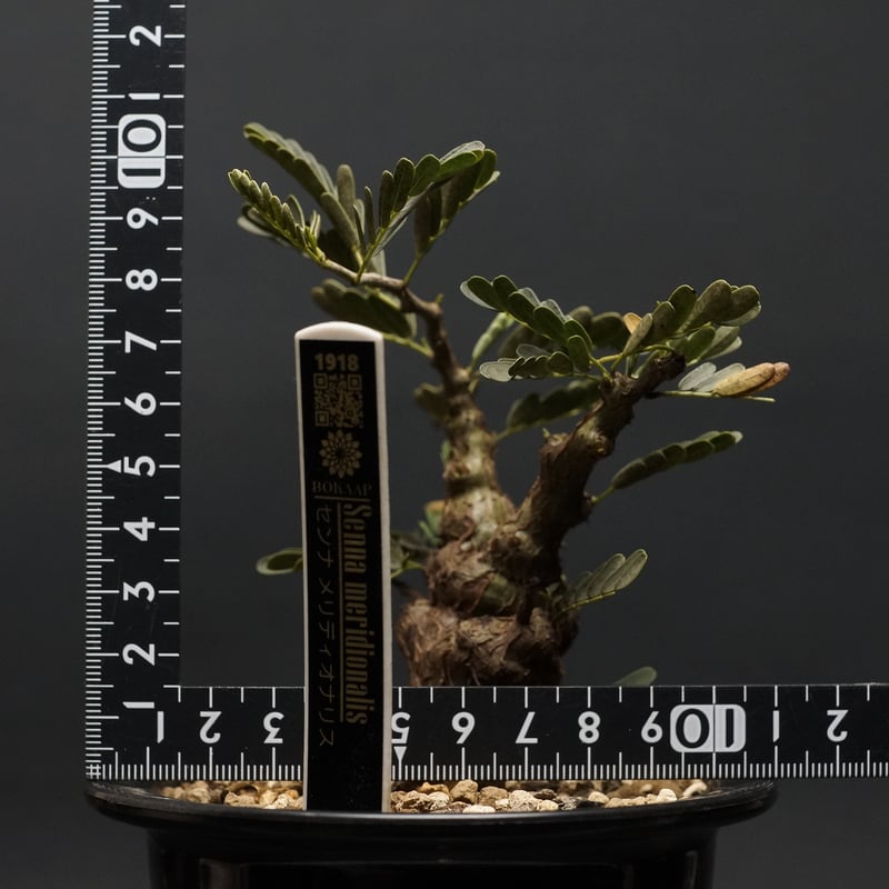 Senna meridionalis