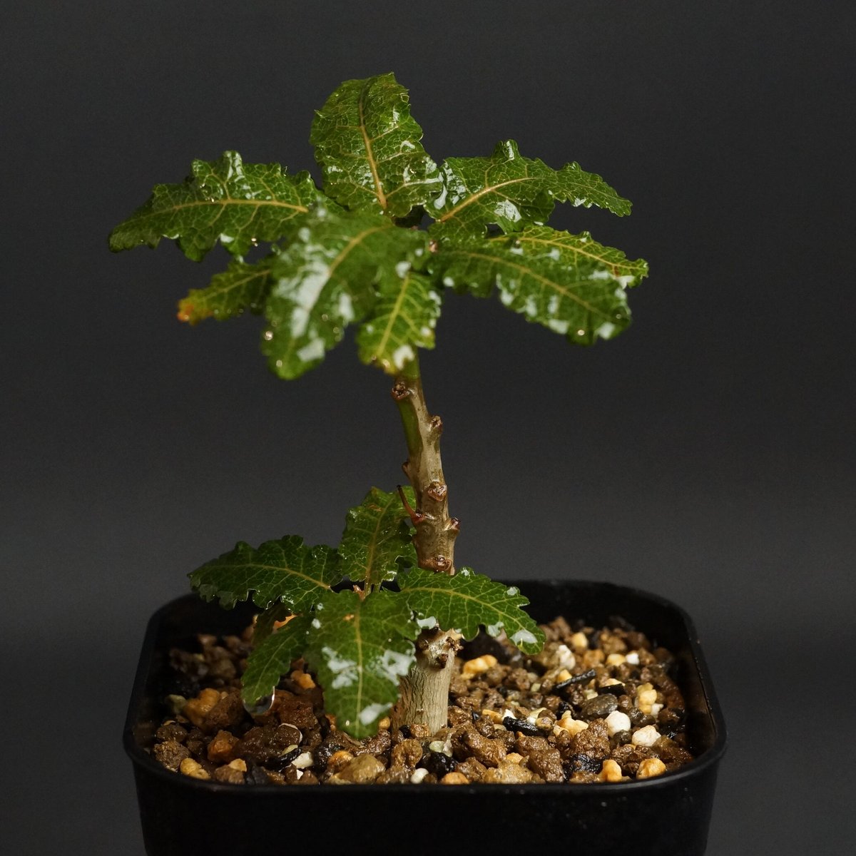Boswellia nana Boswellia nana